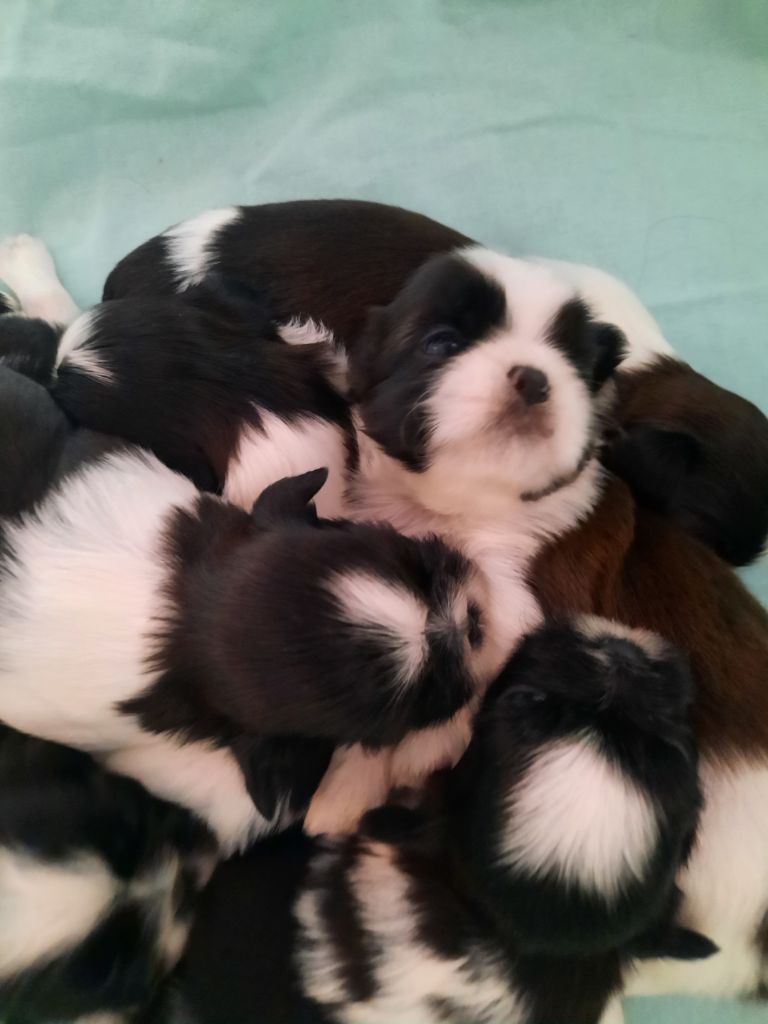 Les Trésors De Jo - Chiots disponibles - Shih Tzu